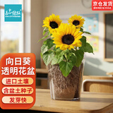 IAM City Farmer向日葵儿童种植盆栽种子学生植物观察窗科学手工实验diy植物10033