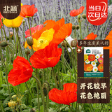北蔬 虞美人种子苗混色盆栽阳台庭院室外花籽 多年生虞美人种子2万粒