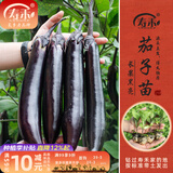 寿禾 蔬菜苗活苗带土发货大全菜苗种苗冬春各种秧苗山东寿光苗子阳台 黑豹长茄子苗 6棵