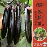 寿禾长茄子苗带土秧苗紫黑亮长茄四季菜苗蔬菜苗源头直发包邮
