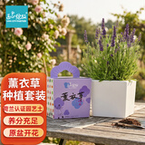 IAM City Farmer薰衣草DIY趣味种植盆栽多年生花卉种植办公室陪伴盆栽植物10089