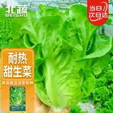 北蔬生菜种子家庭盆栽春天菜四季速生蔬菜种籽 热雄101甜生菜种子20g