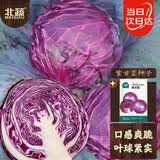 北蔬 甘蓝种子包菜卷心菜大头菜农家春夏四季蔬菜籽 紫甘蓝种子300粒