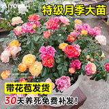 爱优尚月季花苗蔷薇玫瑰四季开花带花苞棒棒糖月季室内外阳台源头直发