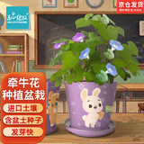 IAM City Farmer牵牛花迷你盆栽 儿童种植小盆栽diy套装植物幼儿园陪伴盆栽10028