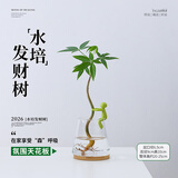 花翁发财树小盆栽绿植物室内客厅装饰中式盆景办公室桌面摆件源头直发