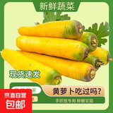 【真便宜】新疆冰糖心金黄胡萝卜水果萝卜新鲜蔬菜手抓饭直播间 黄胡萝卜5斤 净重