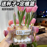 耘淘郁金香种球水培5度球花卉绿植种子土培植物水养盆栽室内室外耐寒1 方盆带吊篮4球新水培套餐【品种可备注】送2包营养液