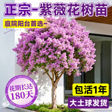 静黛轩紫薇树老桩庭院树苗 紫色紫薇（7公分粗/1.5-1.8米高）源头直发