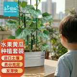 IAM City Farmer盆栽黄瓜DIY趣味儿童种植盆栽可食用植物观察幼儿园绿植种子10099