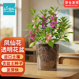IAM City Farmer凤仙花儿童植物观察杯科学手工实验种植盆栽根系生长观察10036