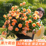 海蒂的花园旗舰店月季花卉盆栽小苗灌木蔷薇阳台观赏南北方四季可种原盆原土 果汁阳台15cm盆 含盆