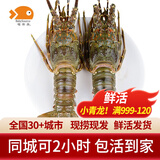 喵和渔鲜活小青龙印尼大龙虾 青龙虾 虾类活虾青龙仔生鲜海鲜 净重（6-7两/2只）