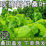 沃绣 【当天发货】新鲜桑叶 现摘大小蚕嫩桑叶新鲜大桑叶养蚕宝宝食物 新鲜桑叶2斤【发顺丰特快】