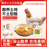 杨博士 皖南散养土鸡老母鸡 净重1.6斤及以上 含鸡胗鸡心鸡肉源头直发