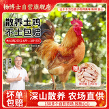 杨博士 皖南散养大公鸡 单只净重2.6斤*2只 生鲜鸡肉土鸡含鸡胗源头直发