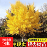 银杏树苗金叶银杏树活苗白果树苗银杏苗庭院园林工程绿化树风景树 【3公分粗】金叶银杏苗（1棵装）