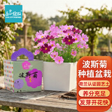 IAM City Farmer波斯菊DIY趣味种植盆栽好种易活种植幼儿园儿童盆栽开花不断10088