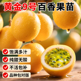 琅阙黄金9号黄金百香果树果苗庭院地栽南北方种植2棵20-30cm源头直发