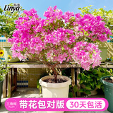 临雅三角梅盆栽花卉老桩四季带花苞植物庭院阳台绿植红樱源头直发