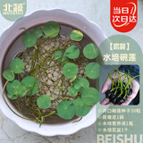 北蔬 碗莲种子苗水培鱼缸水养盆栽睡莲荷花四季种植带盆 碗莲种子套装