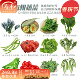 寿禾 20天鸡毛菜种子四季小青菜冬春季蔬菜小白菜油菜上海青阳台菜籽 12种蔬菜种子套餐+工具+2包肥