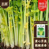 北蔬 黄心芹菜种子种苗四季小香芹蔬菜籽 卓脆黄心小香芹种子约5800粒