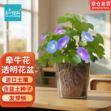 IAM City Farmer牵牛花种植盆栽小学生科学趣味diy科学手工实验植物观察窗10034