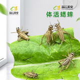 品云美宠白蟋蟀活体爬宠蜥蜴守宫鬃狮蜘蛛活食饲料(不拍加热包不包活） 白蟋蟀0.3-0.7cm 50只