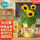 IAM City Farmer向日葵种子迷你盆栽绿植幼儿园儿童种植小盆栽根系生长观察10029