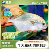 翔泰海南大规格金鲳鱼550g1条海鱼生鲜鱼类火锅 海鲜水产