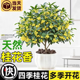 开时果 四季桂花树苗盆栽老桩浓香型花卉 室内植物客厅阳台好养绿植盆景 【家居点缀】精品桂花/40-50cm+砖红加仑盆 基地直发