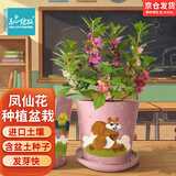 IAM City Farmer凤仙花迷你种植盆栽绿植幼儿园儿童种植小盆栽学生观察绿植10024