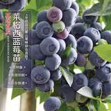 四万公里蓝莓树苗莱格西果树树苗南北方种植庭院阳台盆栽地栽源头直发