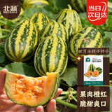 北蔬 冰糖子甜瓜种子苗阳台室内植物盆栽菜籽 甜牙冰糖子种子约60粒