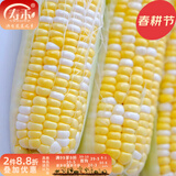寿禾 超甜水果玉米种子大全紫糯黑甜糯可生食粘甜种孑冬春季寿光蔬菜 [黄白]金辉甜玉米种子100g