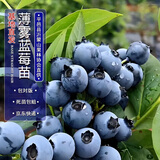四万公里蓝莓树苗 薄雾 果树树苗南北方种植阳台盆栽地栽源头直发