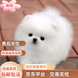 中华田园犬土狗拉布拉多比熊博美泰迪混血犬大黄狗黑狗看家护院犬 田园级 博美混血 公 x 幼年犬(45日龄-12月龄)