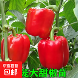 蔬菜苗秧苗大全带土辣椒苗西红柿苗番茄苗四季种植庭院阳台 不辣灯笼椒苗3颗带土球