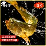 黄小渔【野化黄鱼】宁德三去黄花鱼300g/条 大黄鱼 生鲜 海鱼清蒸烧烤