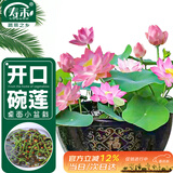 寿禾 碗莲种子苗荷花水培无土栽培花种籽 潍育寿艺开口碗莲种子30粒*2