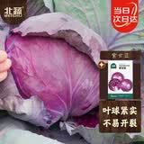 北蔬 紫甘蓝种子苗结球耐裂紫色包菜卷心菜蔬菜种籽 紫甘蓝种子100粒
