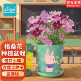 IAM City Farmer波斯菊格桑花迷你盆栽绿植幼儿园儿童种植小盆栽观察套装10025
