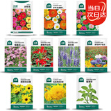 北蔬花种子大全四季开花太阳花室内室外植物向日葵花卉籽 10种花种子