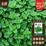 北蔬 薄荷种子苗留兰香可食用四季阳台盆栽菜籽 留兰香薄荷籽约3000粒