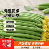 京喜加【夏日减脂】寿光嫩丝瓜新鲜水嫩长丝瓜翠玉王丝瓜炒菜煲汤蔬菜 丝瓜5斤装 4.7斤 净重