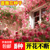 混色蔷薇花种子四季开花爬藤攀援花卉植物花海景观花简单易种好养 14个品种颜色混装1000粒种子