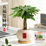 花翁辫子发财树小盆栽绿植物室内客厅中式盆景办公室桌面摆件源头直发