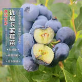 四万公里 蓝莓树苗优瑞卡果树树苗南北方种植阳台盆栽地栽苗源头直发包邮