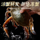 【活蟹发货】青岛梭子蟹鲜活发不包活螃蟹海蟹飞蟹超大母蟹海鲜 梭子蟹特大号2斤3-4只
